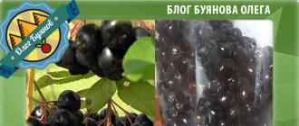 Как хранить черноплодная рябина Что можно сделать замороженные ягоды черноплодной рябины
