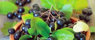 Плоды рябины черной полезные свойства и противопоказания