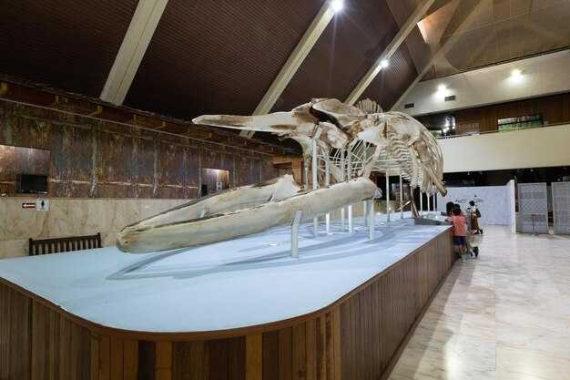 Музей чуйского тракта в Бийске: интересные факты