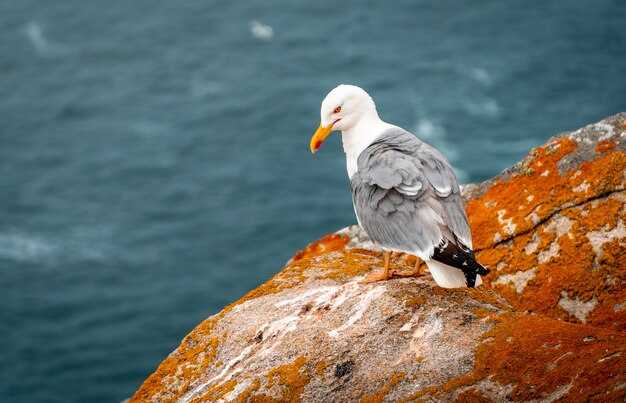 Услуги и инфраструктура отеля Sea Gull