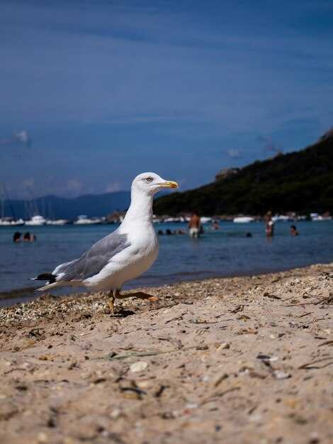 Гастрономия и рестораны: что попробовать в Sea Gull